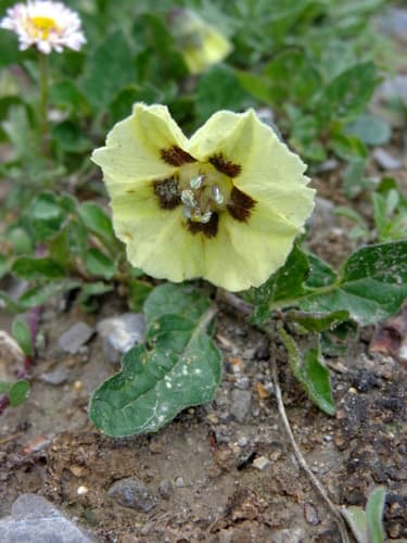 Physalis sordida