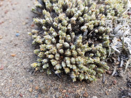 Benthamiella lanata