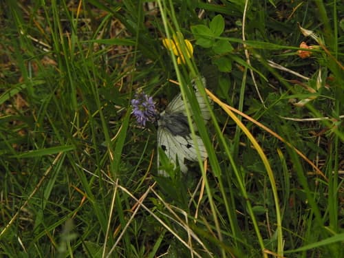 Parnassius turatii