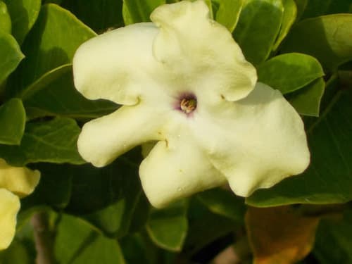 Vega Blanca