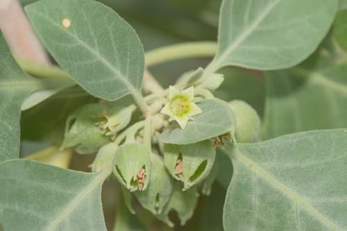 Withania riebeckii