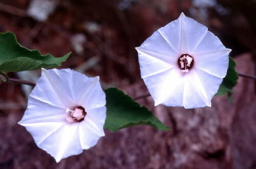 Ipomoea bisavium