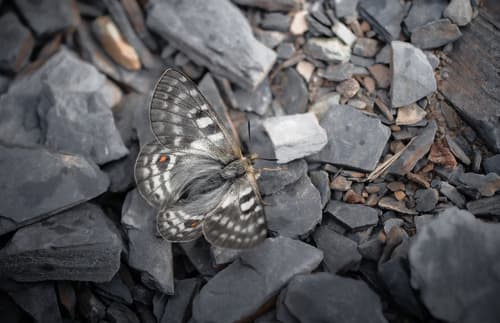 Parnassius hide