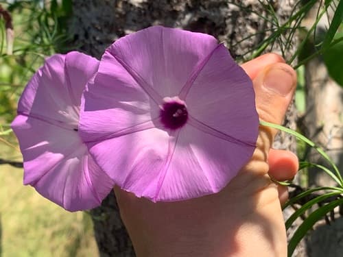 Ipomoea diegoae