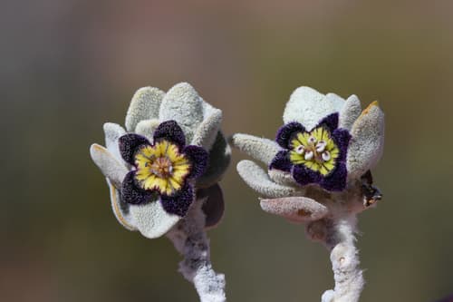 Felted Anthotroche