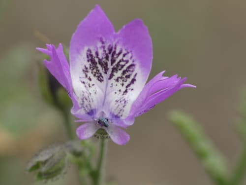Schizanthus lacteus