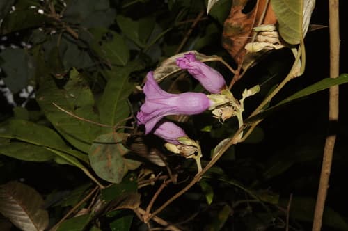 Argyreia splendens