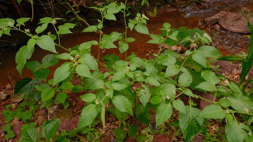 Solanum arenicola