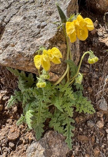 Caiophora dumetorum