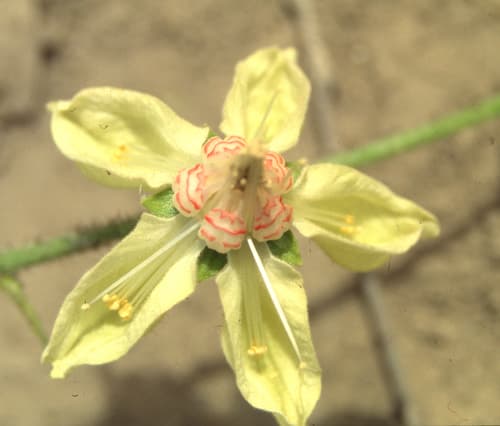 Nasa usquiliensis