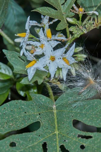 Papaya-leaf Nightshade