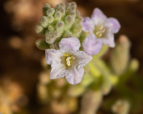 Nolana villosa