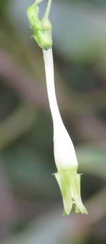 Schwenckia
