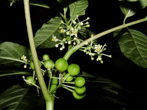 Solanum mite