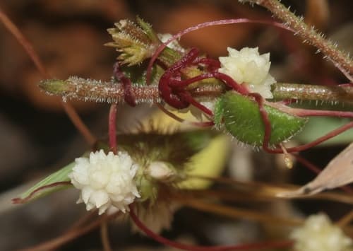 Cuscuta somaliensis