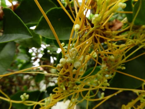 Cuscuta racemosa