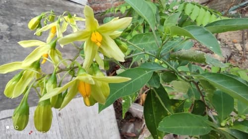 Solanum glaucescens