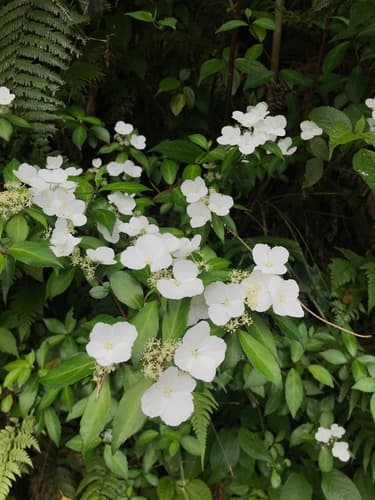 Hydrangea luteovenosa