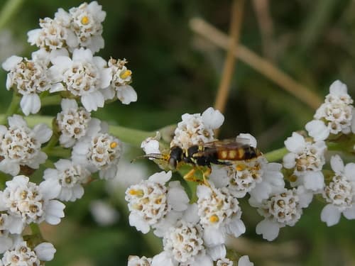 Yarrow