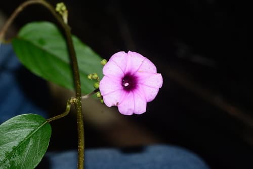 Argyreia elliptica