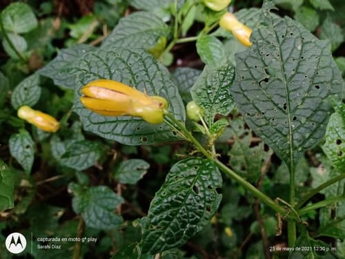 Physalis campanula