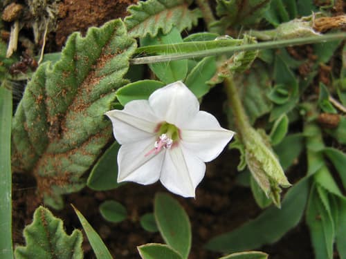 Convolvulus austroafricanus