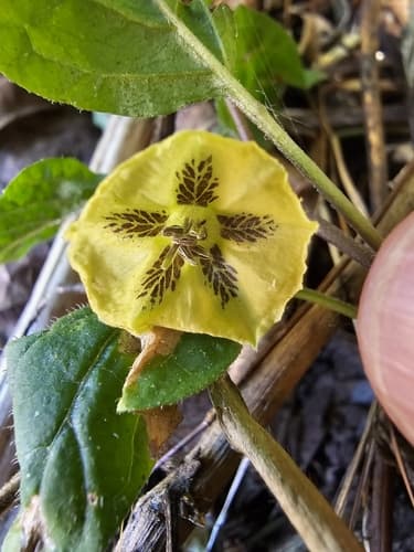 Physalis longiloba