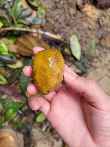 Pupunharana