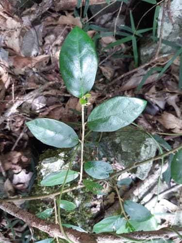 Solanum mentiens