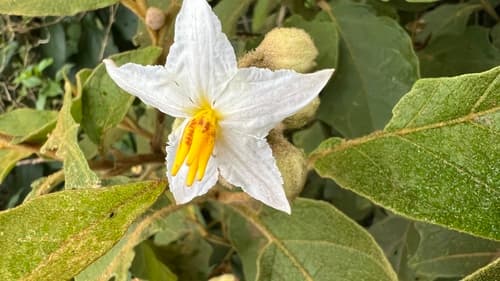 Solanum acutilobum