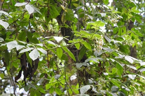 Solanum tacanense