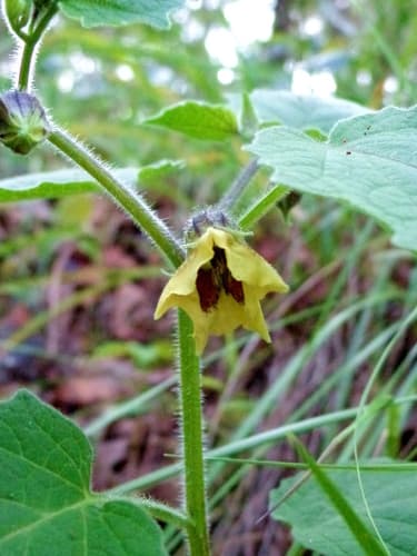Physalis hunzikeriana