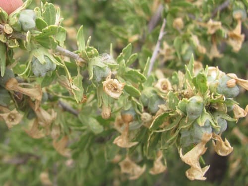 Desert Wolfberry