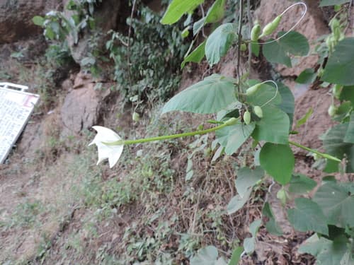 Ipomoea stenosiphon