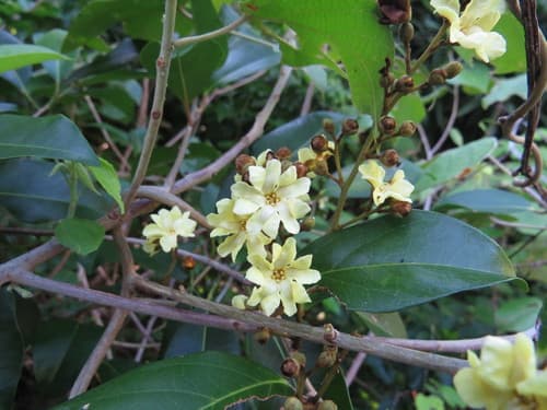 Erycibe coccinea