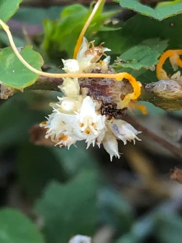Cuscuta boldinghii