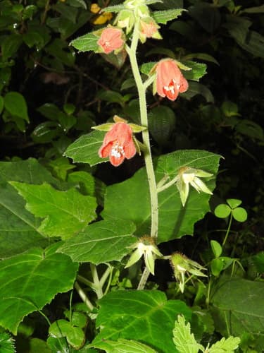 Nasa amaluzensis