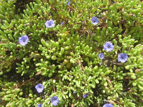 Nolana tarapacana