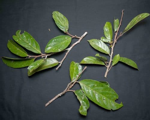 Ampelocera ruizii