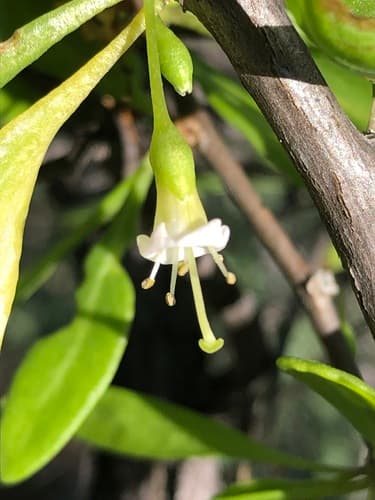 Lycium megacarpum