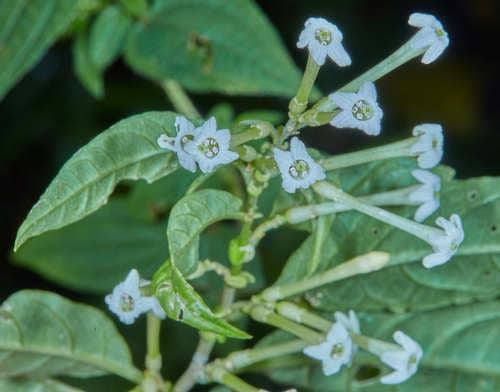 Mariquita cestrum