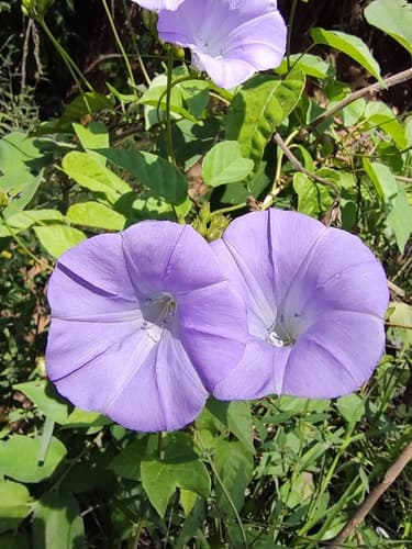 Jacquemontia gabrielii