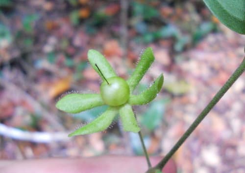 Solanum helix