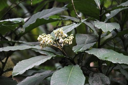 Solanum sessile