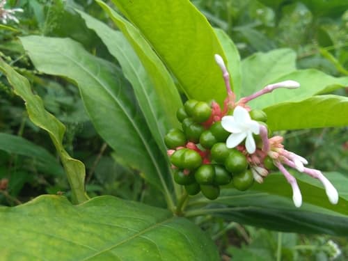Indian Snakeroot