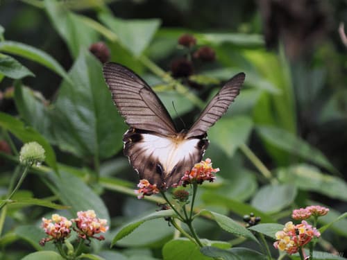 Papilio oritas