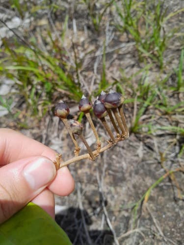 Bonamia maripoides
