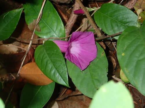 Argyreia lanceolata