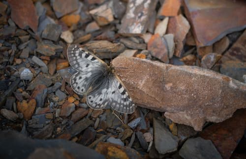 Parnassius Schultei