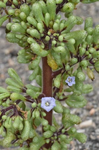 Nolana onoana